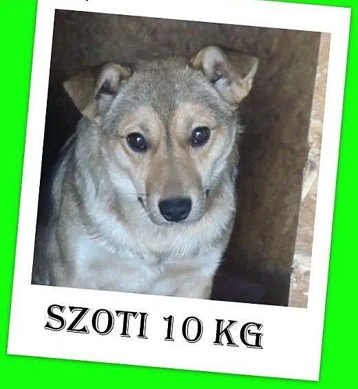 10kg stróżująca,czujna,odważna sterylizowana suczk