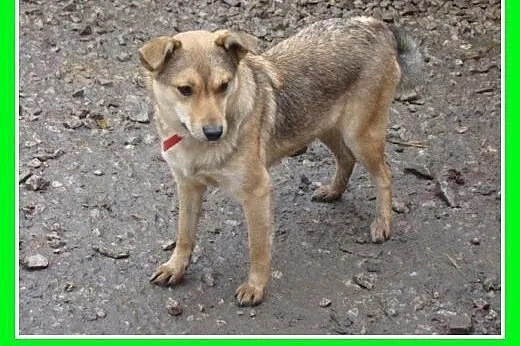 10kg stróżująca,czujna,odważna sterylizowana suczk