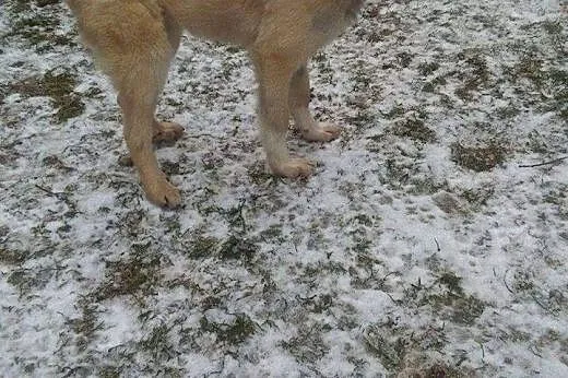 Zorka 6 miesięczny szczeniaczek potrzebuje kochają