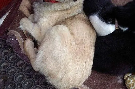 Zorka 6 miesięczny szczeniaczek potrzebuje kochają