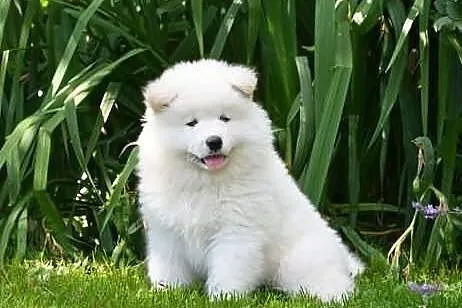 SAMOYED/SAMOJED - szczenięta po Multi Championie -