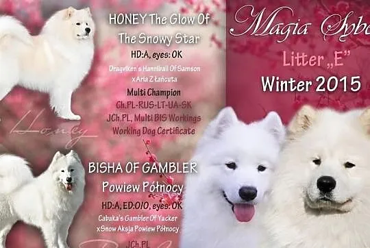 SAMOYED/SAMOJED - szczenięta po Multi Championie -