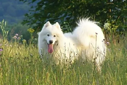 SAMOYED/SAMOJED - szczenięta po Multi Championie -