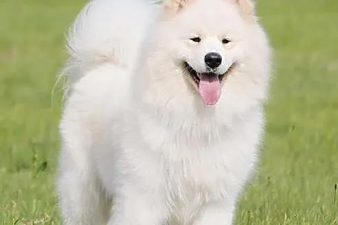 SAMOYED/SAMOJED - szczenięta po Multi Championie -