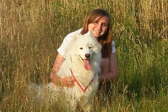 SAMOYED/SAMOJED - szczenięta po Multi Championie -