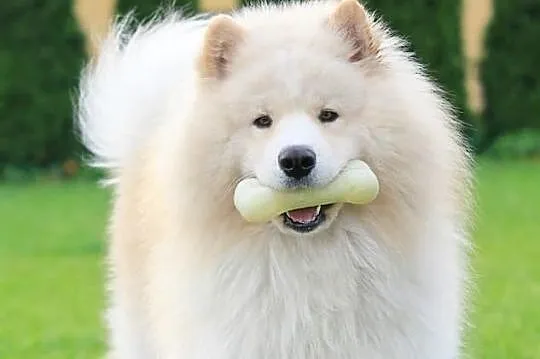 SAMOYED/SAMOJED - szczenięta po Multi Championie -