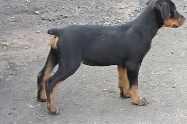 Rottweilery  szczeniaczki,  podkarpackie Łańcut
