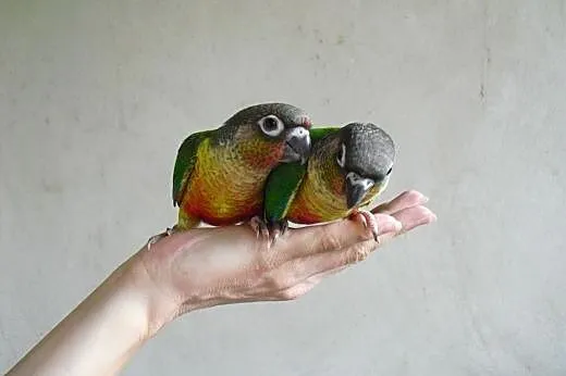 Ręcznie karmione Papużki,  podkarpackie Przemyśl