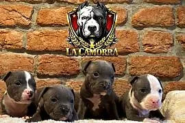 American Staffordshire Terrier Blue Amstaff Szczeniak Samiec
