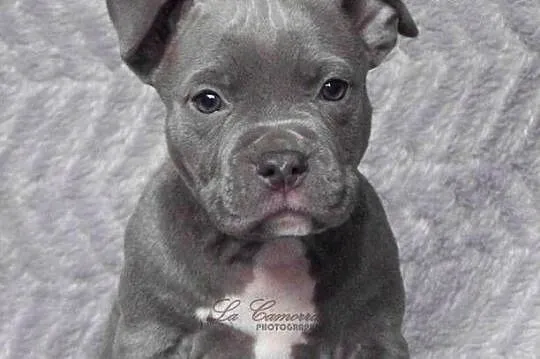 American Staffordshire Terrier Blue Amstaff Szczeniak Samiec, Opolskie, Paczków