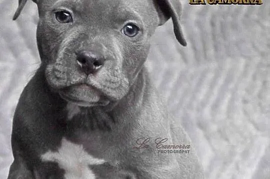 American Staffordshire Terrier Blue Amstaff Szczeniak Samiec, Opolskie, Paczków