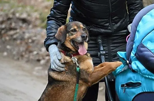 Dzieciolubna, kotolubna i psiolubna - super suczka Kora do adopcji!