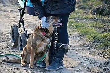 Dzieciolubna, kotolubna i psiolubna - super suczka
