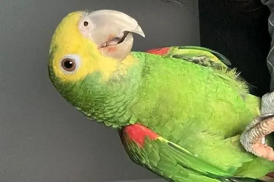 Amazonka oratrix