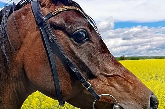 Urodziwy 5 letni wałach arabski, , 