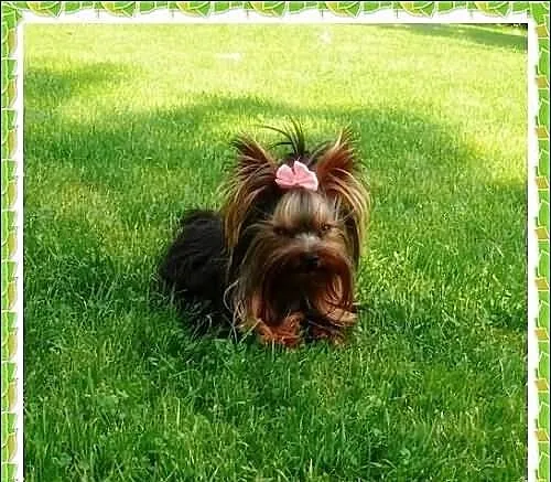 York,yorkshire terrier!Cudny MINI PIESEK-XXS-REPRO