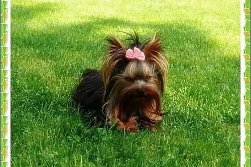 York,yorkshire terrier!Cudny MINI PIESEK-XXS-REPRO