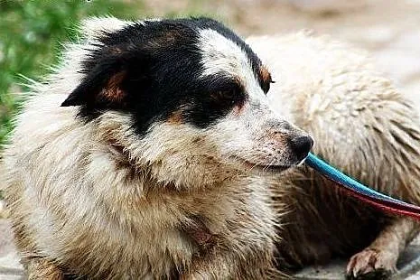TYMEK młodziutki, łagodny piesek samotny w schroni