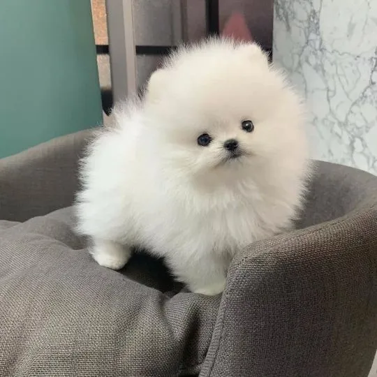 Szczenięta pomeraniana płci męskiej i żeńskiej, wszystkie zaszczepione