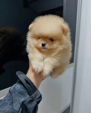 Szczenięta pomeraniana płci męskiej i żeńskiej, wszystkie zaszczepione, , Wartowice