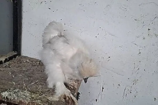 Silki sprzedam pary., Wielkopolskie, Miejska Górka
