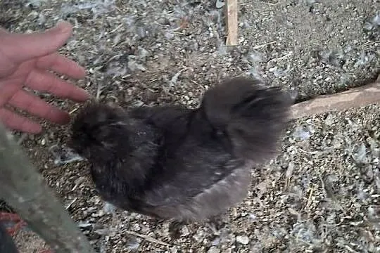 Silki sprzedam pary., Wielkopolskie, Miejska Górka