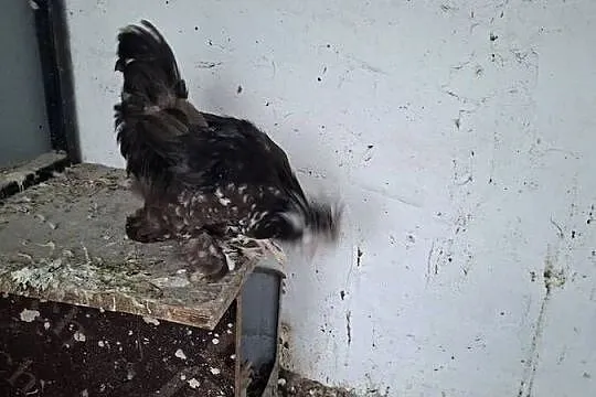 Silki sprzedam pary., Wielkopolskie, Miejska Górka