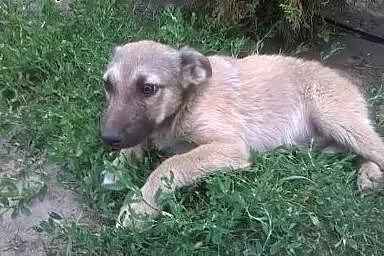 Szrek szczeniak porzucony w lesie szuka domu , mazowieckie Sochaczew