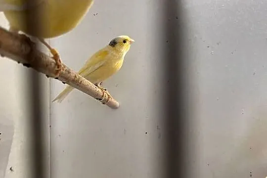 Sprzedam kanarki rosyjskie, Pomorskie, Zbychowo