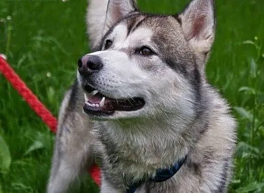 Hassan roczny alaskan malamute szuka domu, Alaska