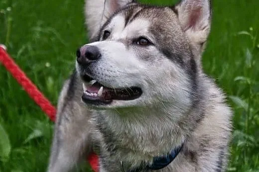 Hassan roczny alaskan malamute szuka domu, Alaskan malamute cała Polska