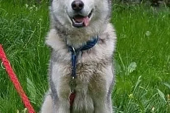 Hassan roczny alaskan malamute szuka domu,  Alaska