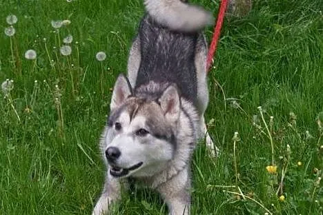 Hassan roczny alaskan malamute szuka domu,  Alaska