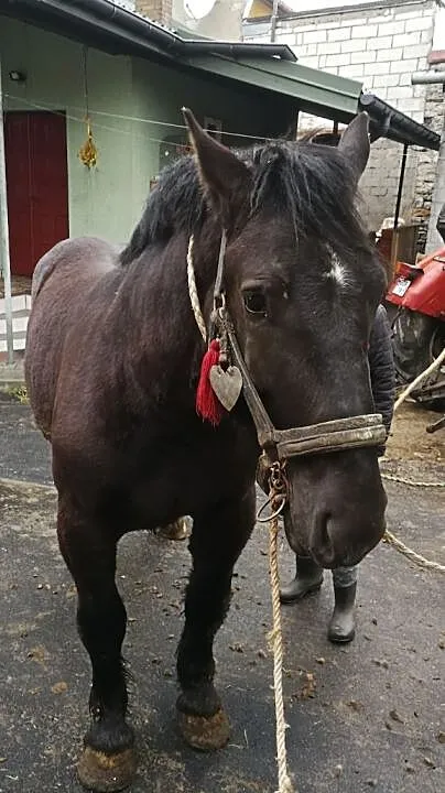 Kary źrebak, , Żarnów