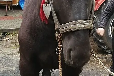 Kary źrebak, , Żarnów