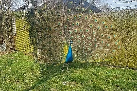 Pawie indyjskie para, Wielkopolskie, Ostroróg