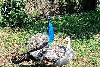 Pawie indyjskie para, Wielkopolskie, Ostroróg
