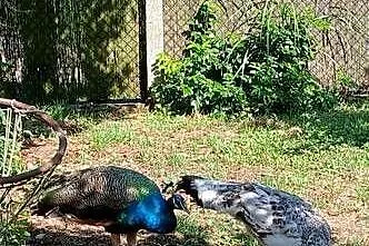 Pawie indyjskie para, Wielkopolskie, Ostroróg