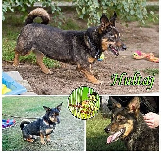 Odschroniskuj Hultaja., wielkopolskie Środa Wielk