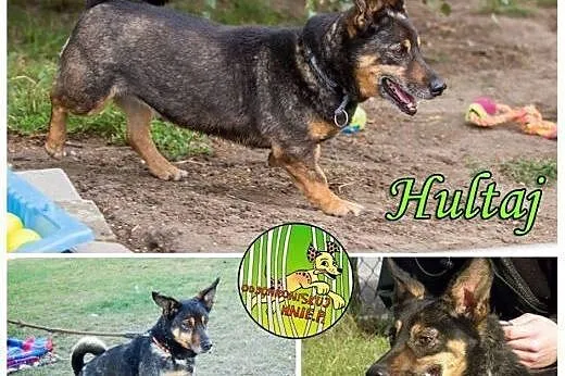 Odschroniskuj Hultaja.,  wielkopolskie Środa Wielk