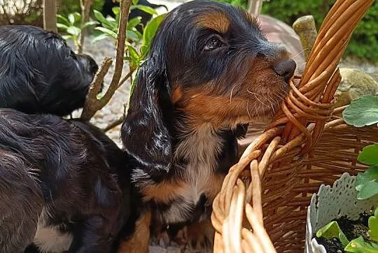 Cocker Spaniel Angielski , Łódź