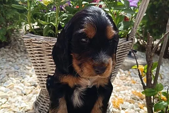 Cocker Spaniel Angielski , Łódź