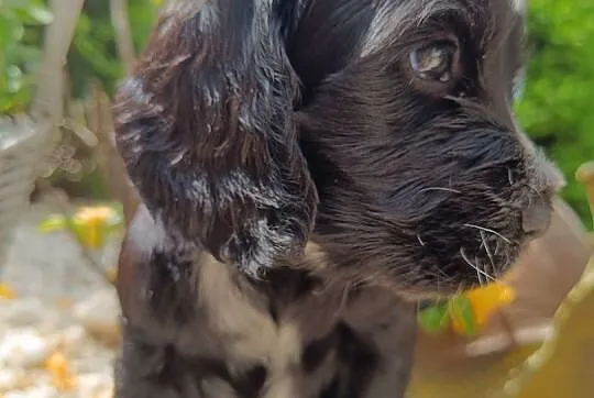 Cocker Spaniel Angielski , Łódź