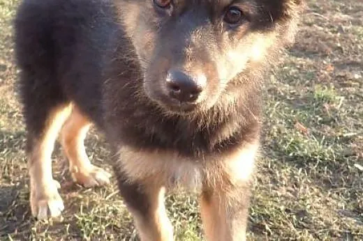 Bara do adopcji filmik ,  łódzkie Łódź