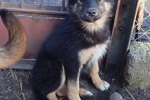 Bara do adopcji filmik ,  łódzkie Łódź