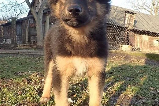 Bara do adopcji filmik ,  łódzkie Łódź
