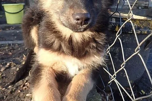 Bara do adopcji filmik ,  łódzkie Łódź