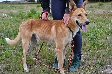 Czy Dingo spędzi resztę życia w ciasnej klatce?,  