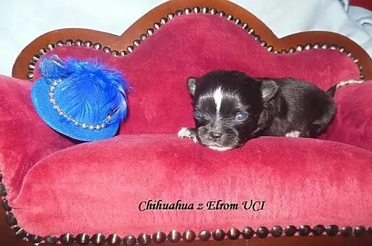 Chihuahua, piesek długowłosy- REZERWACJA