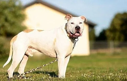 Domowy amstaff Nero szuka domu - ADOPCJA, Amstaff